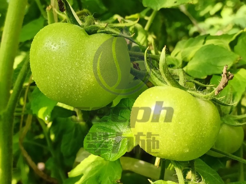 什么生根劑生根快？可不要錯過這款