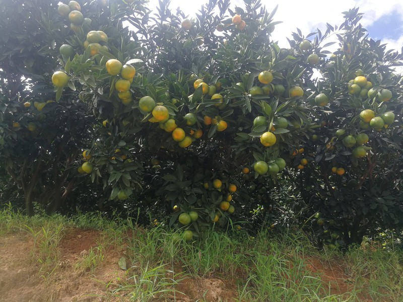 磷酸二氫鉀好嗎？李大叔這樣認(rèn)為！