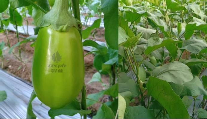 微生物菌劑-以翠微生物菌劑茄子