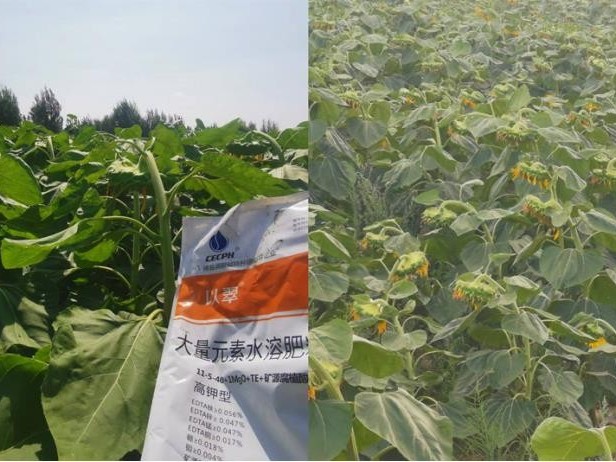 水溶肥價(jià)格-翠力施以翠大量元素葵花