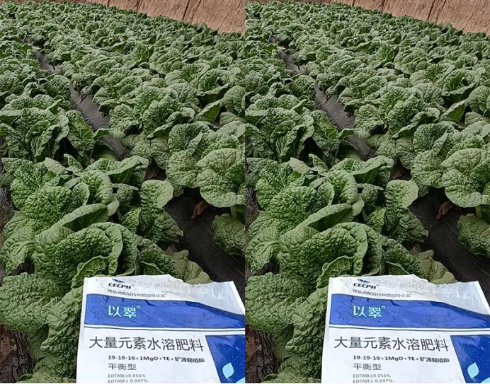 進(jìn)口水溶肥用它，完全不擔(dān)心效果