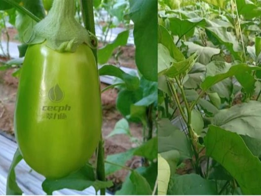 微生物菌劑，到底有什么作用呢？