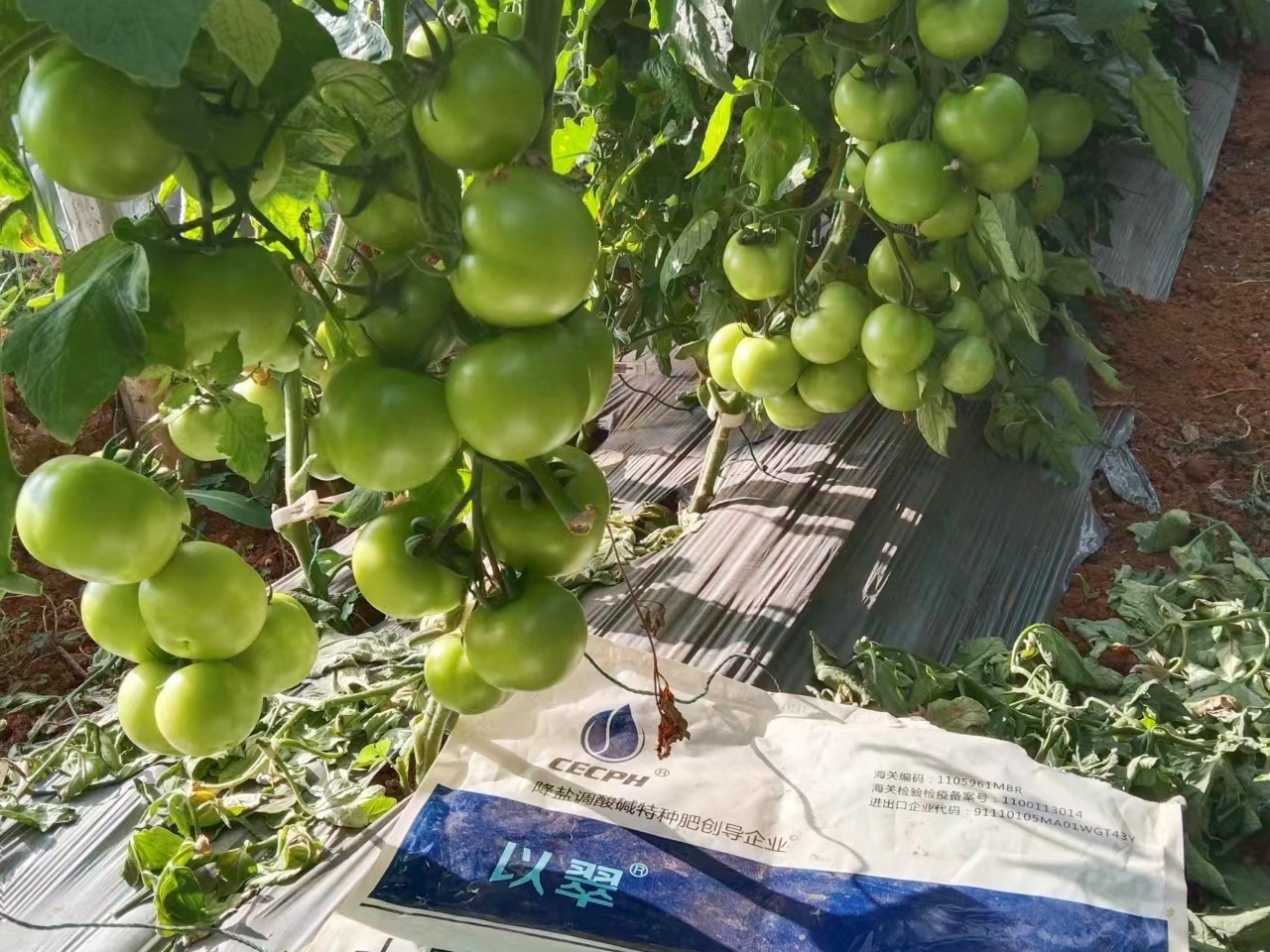 瓜果蔬菜用什么肥料好？照著這個方法做，想不增產都難