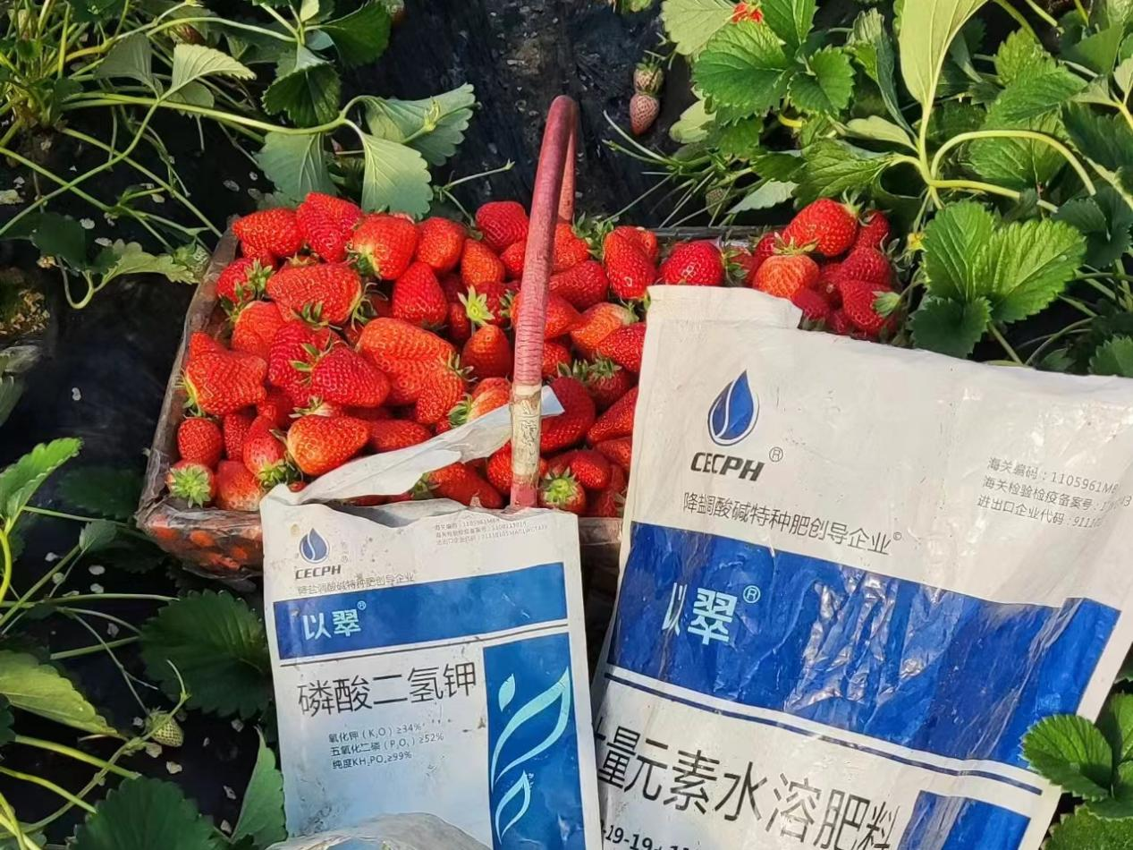 水溶肥，草莓增產(chǎn)就靠它