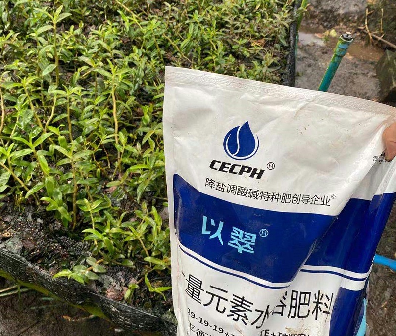 石斛-顆粒