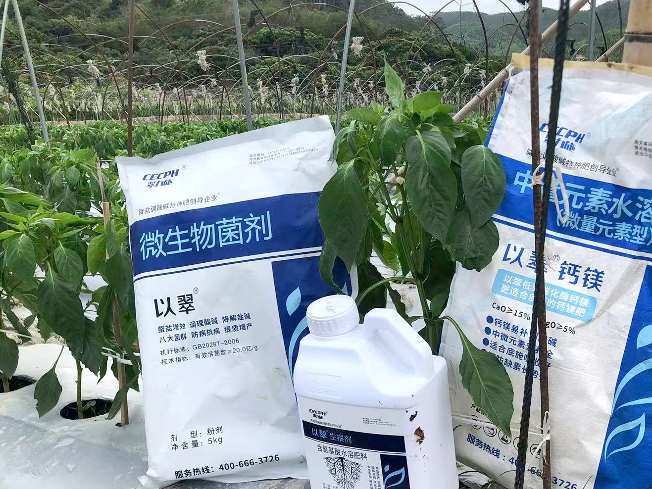 水溶肥如何選？幫助提高收益