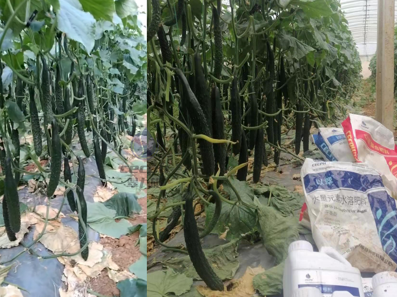 好點的水溶肥大概多少錢-翠力施水溶肥 (1)
