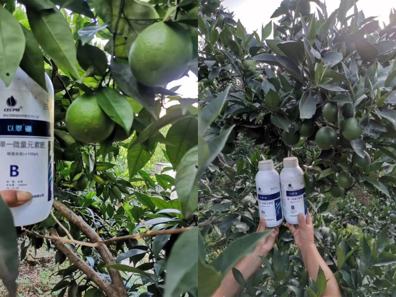 硼肥對(duì)果樹的重要性你了解嗎？