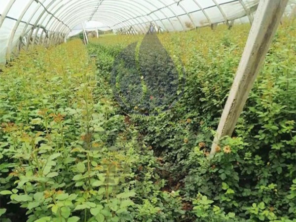 大量元素水溶肥你施對了嗎？