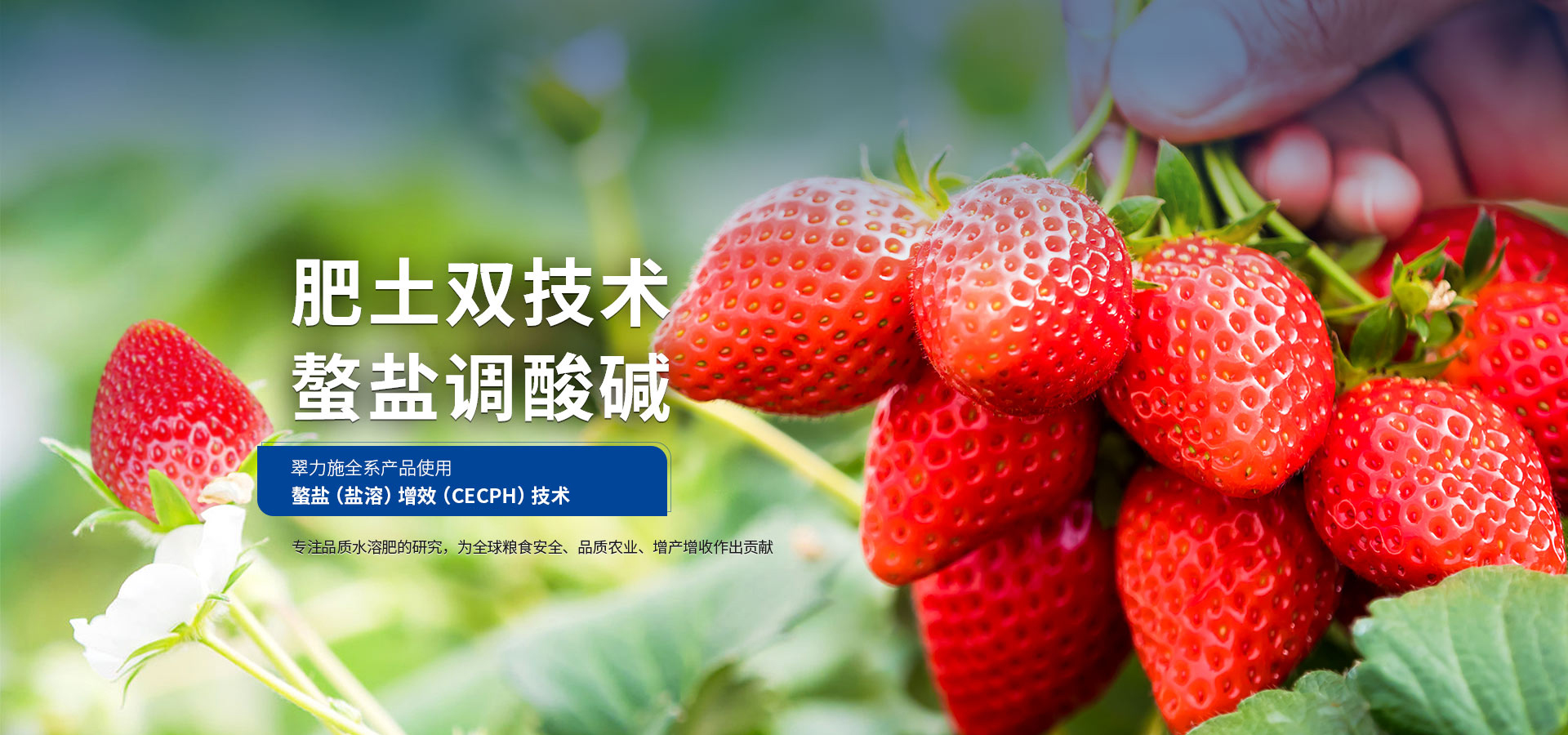 翠力施，肥土雙技術(shù)，螯鹽調(diào)酸堿