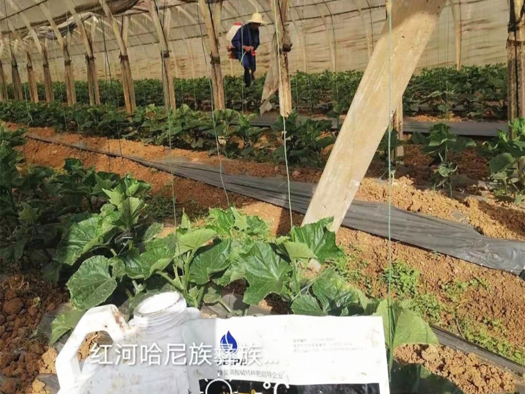 進(jìn)口水溶肥和國產(chǎn)水溶肥的三大區(qū)別？