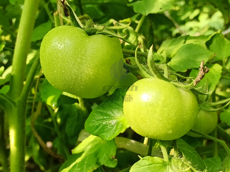 種西紅柿需要什么肥料好？