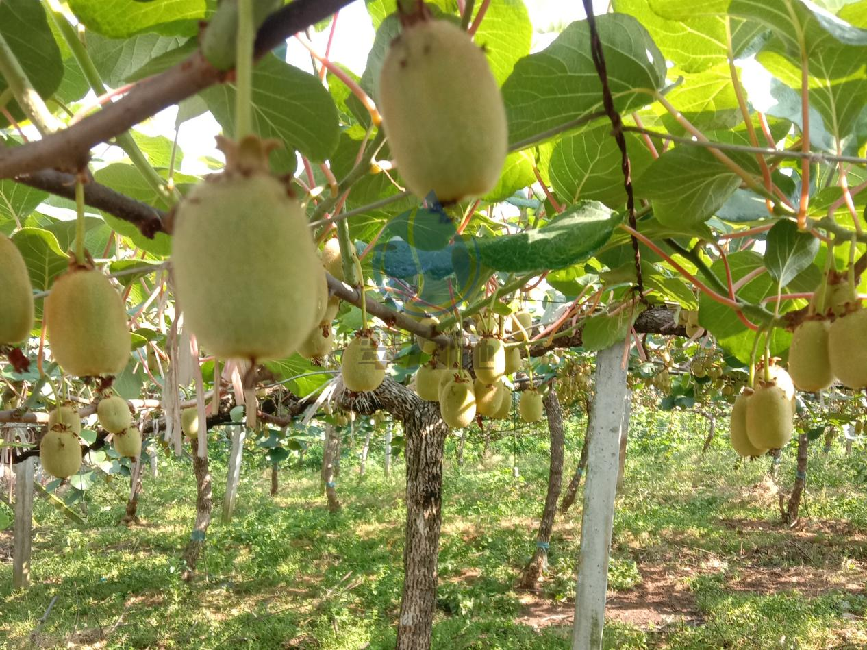 獼猴桃種植，用對(duì)水溶肥更簡(jiǎn)單