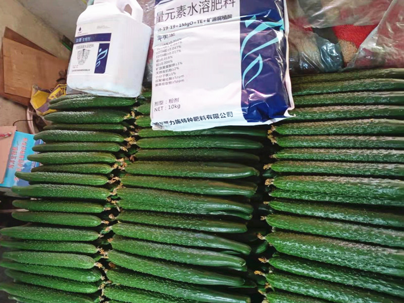 進口水溶肥-以翠黃瓜