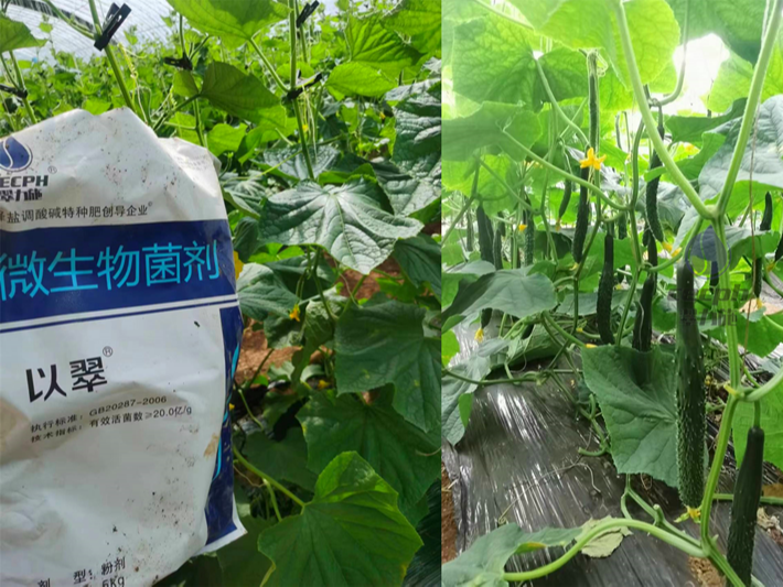 黃瓜用什么肥才能使產(chǎn)量高-翠力施黃瓜