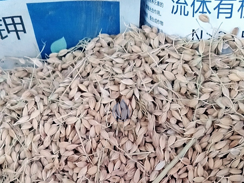 進(jìn)口水溶肥—以翠水稻效果