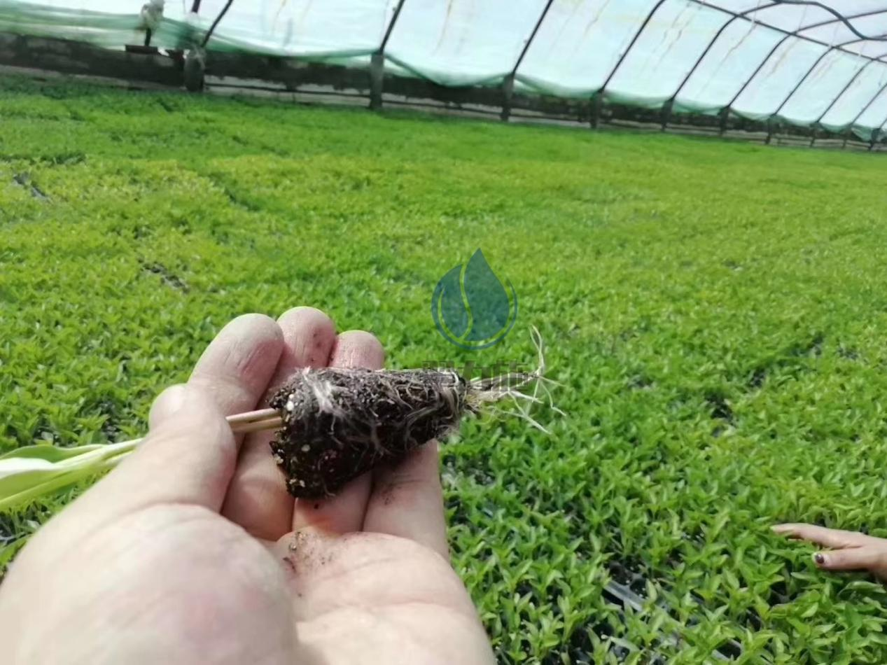 微生物菌劑，許大哥認(rèn)可翠力施