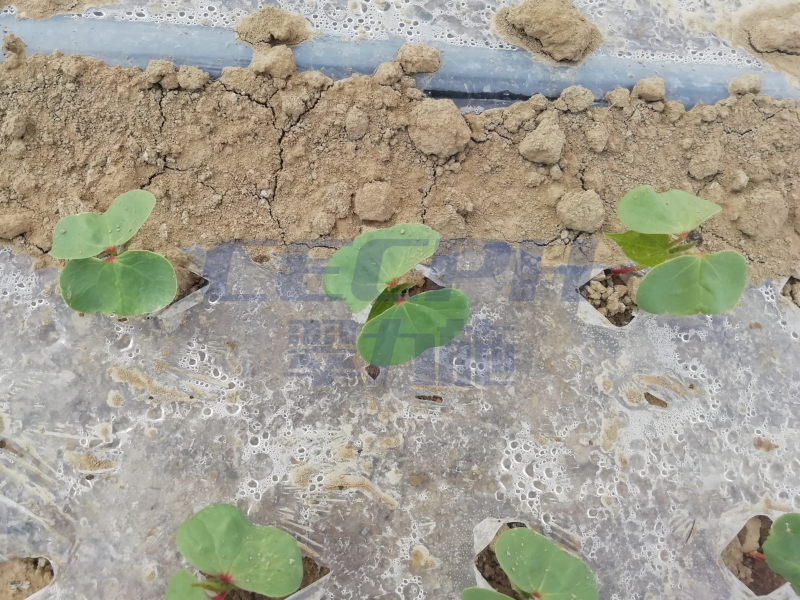 棉花苗期管理技術(shù)—以翠棉花效果