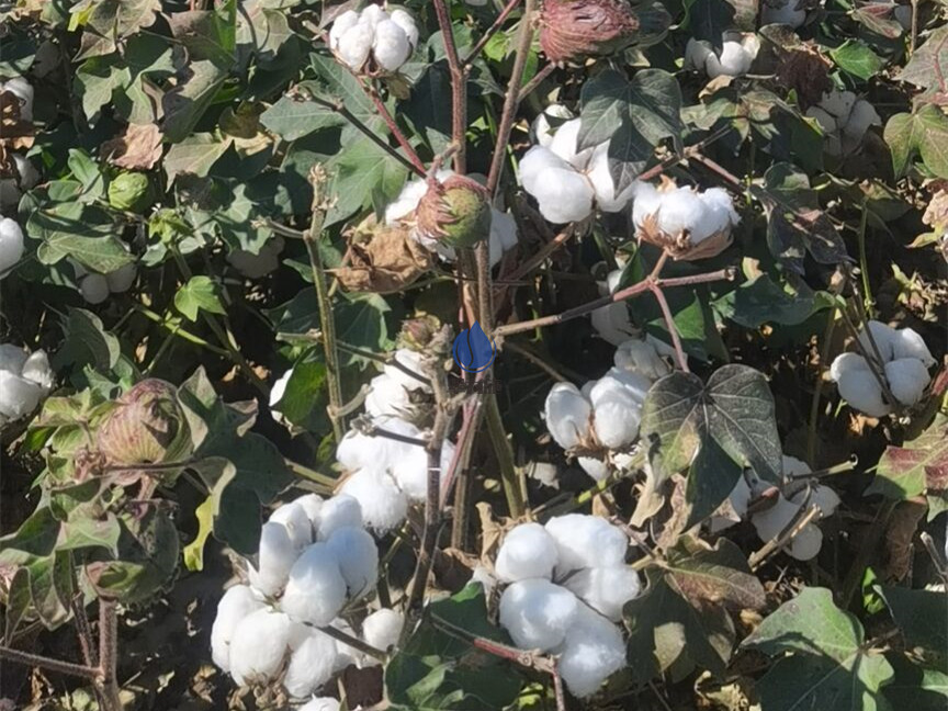 種棉花用什么肥料？