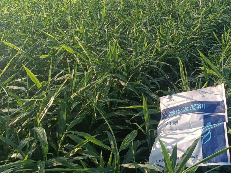 微生物菌劑-以翠大姜效果
