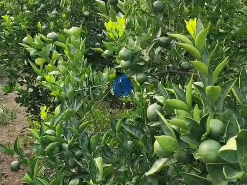 微生物菌劑-用以翠柑橘效果