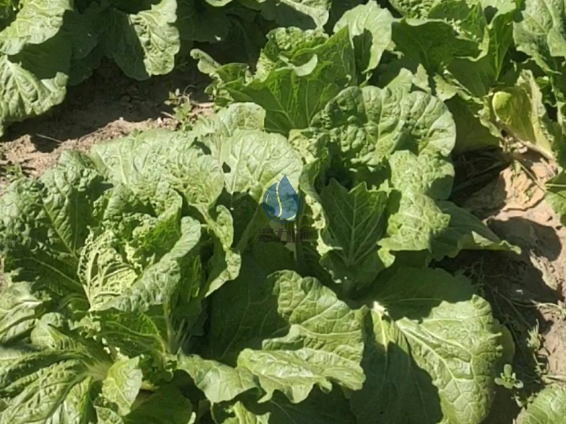 生根劑-以翠白菜