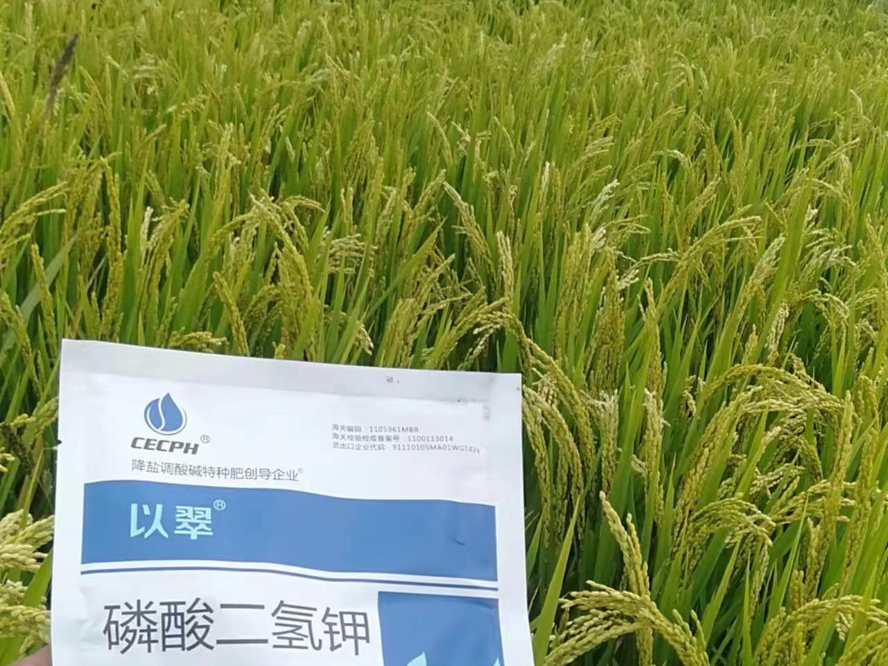 水稻什么時(shí)候施肥最好？