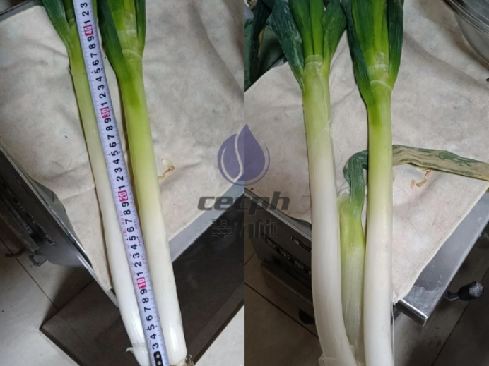 水溶肥-以翠水溶肥大蔥效果