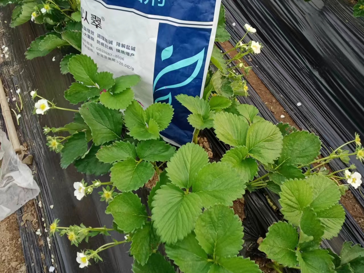 微生物菌劑，張大叔草莓上這樣用？