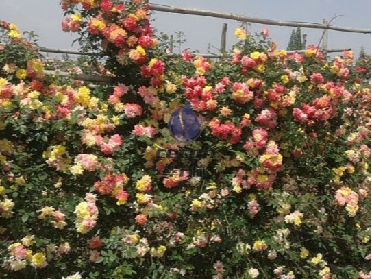 磷酸二氫鉀適合哪些花？來看王大哥怎么做
