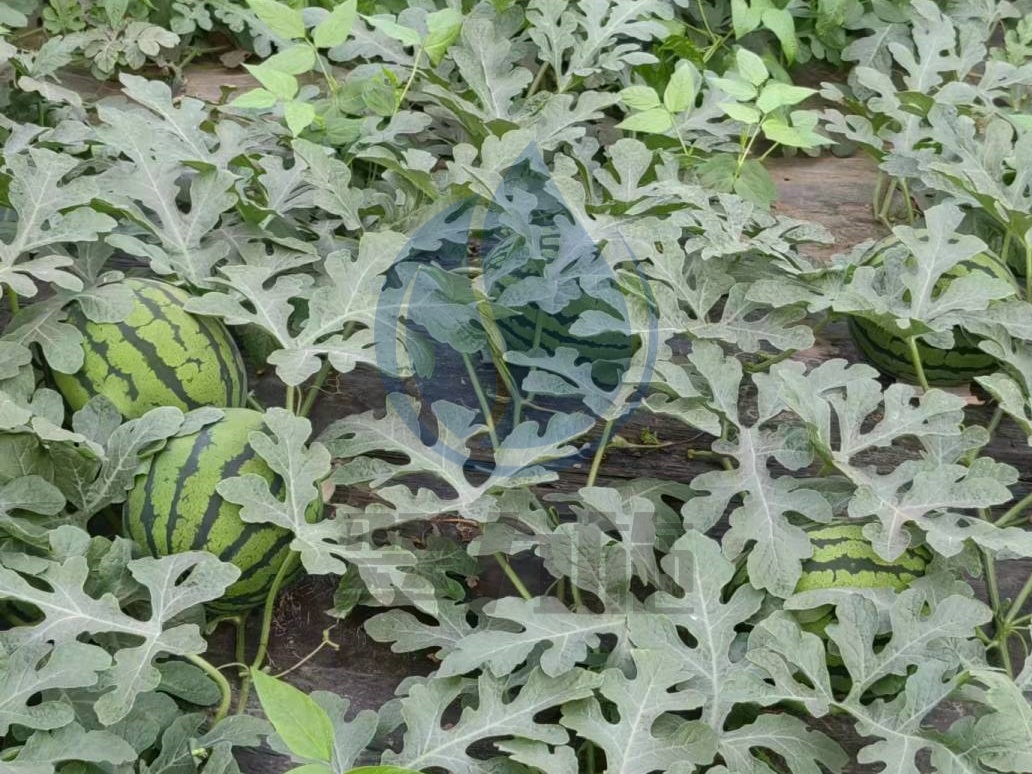 水溶肥效果不好？看如何正確使用