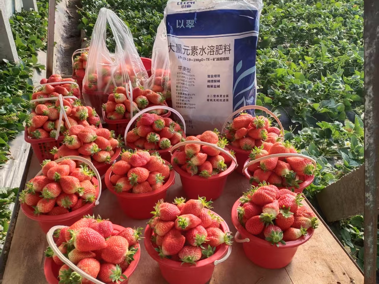 水溶肥，延長(zhǎng)草莓采摘期怎么用？
