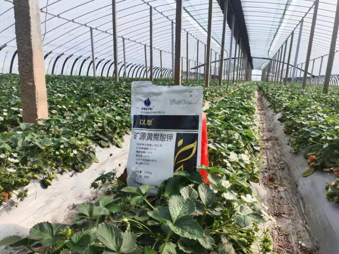草莓施肥用什么肥料好？