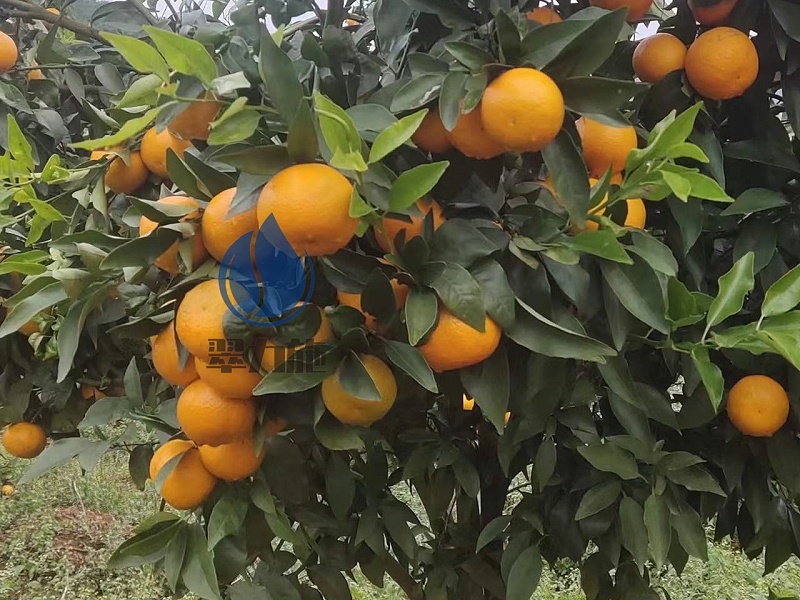 磷酸二氫鉀—以翠柑橘