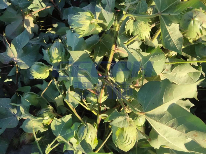 棉花用什么肥料比較好——以翠效果