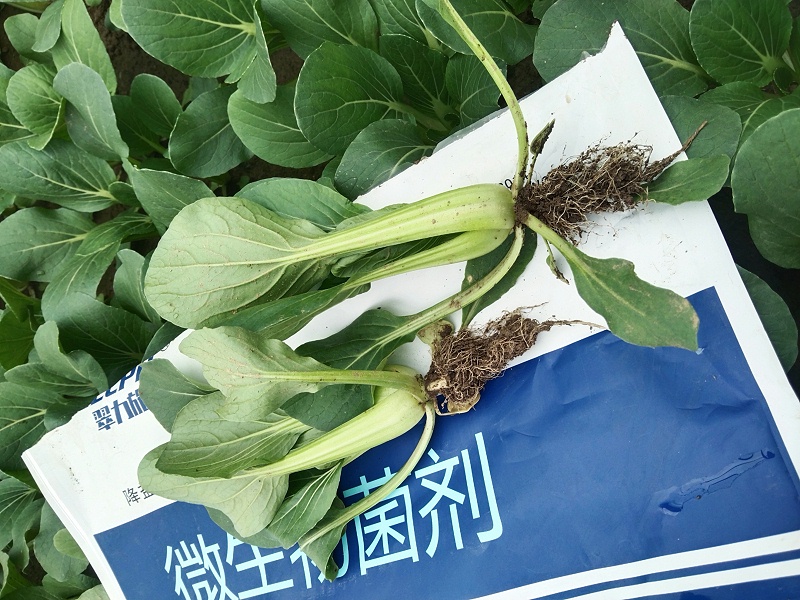 微生物菌劑-以翠上海青效果