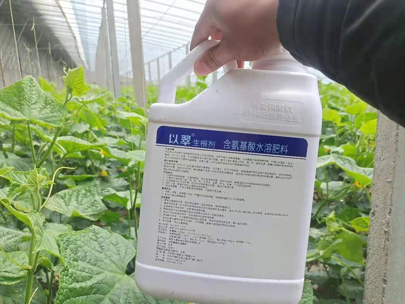 【已用】2022.3.27，地點山東臨沂，作物黃瓜使用以翠生根劑，葉片肥厚，瓜條直，毛刺多，龍頭提頭快，生根壯苗，抗逆強，防死顆，陰雨天氣也是杠杠滴 (4)