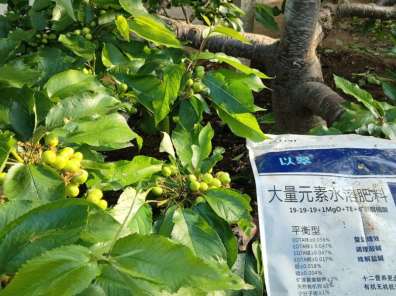 土壤肥力-櫻桃用以翠水溶肥