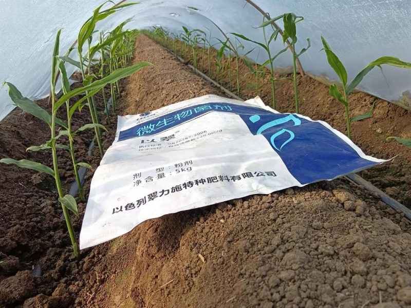 大姜施肥技術(shù)要點—苗期用以翠