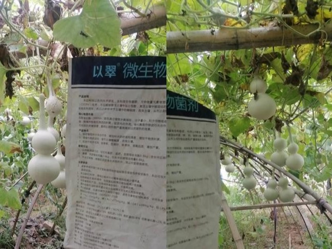 微生物菌劑-以翠微生物菌劑葫蘆