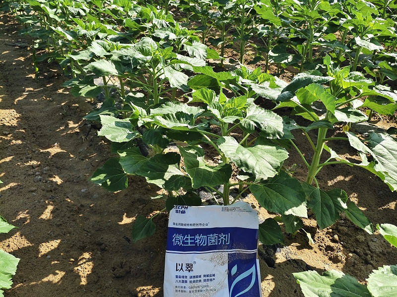 土壤鹽堿化-以翠葵花效果