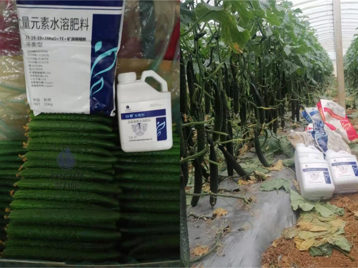種植黃瓜用什么肥料好？翠力施水溶肥
