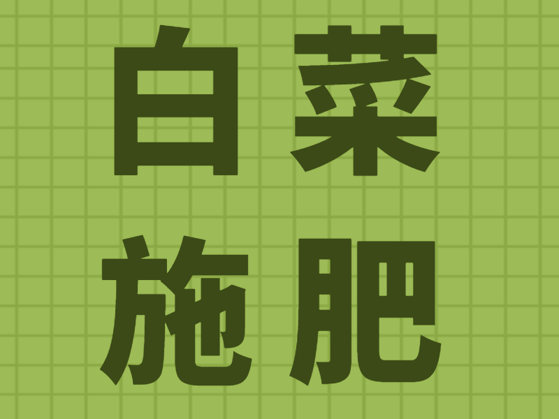白菜施肥用什么