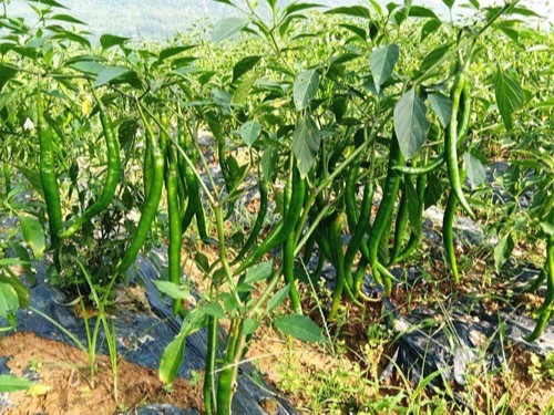 水溶肥哪家好？秦大哥用以翠水溶肥后這樣說(shuō)