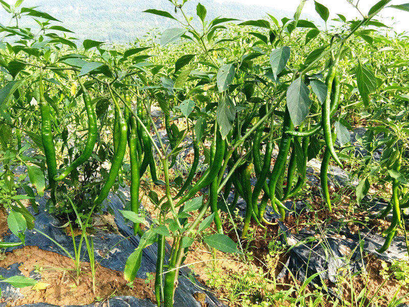 水溶肥哪家好？秦大哥用翠力施后這樣說(shuō)