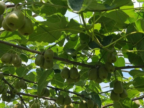 翠力施教您冬季水果種植中應(yīng)該怎樣增強(qiáng)大量元素水溶肥的使用