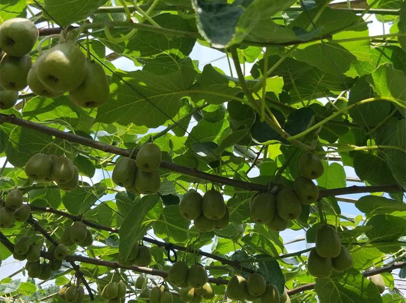 冬季水果種植中應(yīng)該怎樣增強大量元素水溶肥的使用