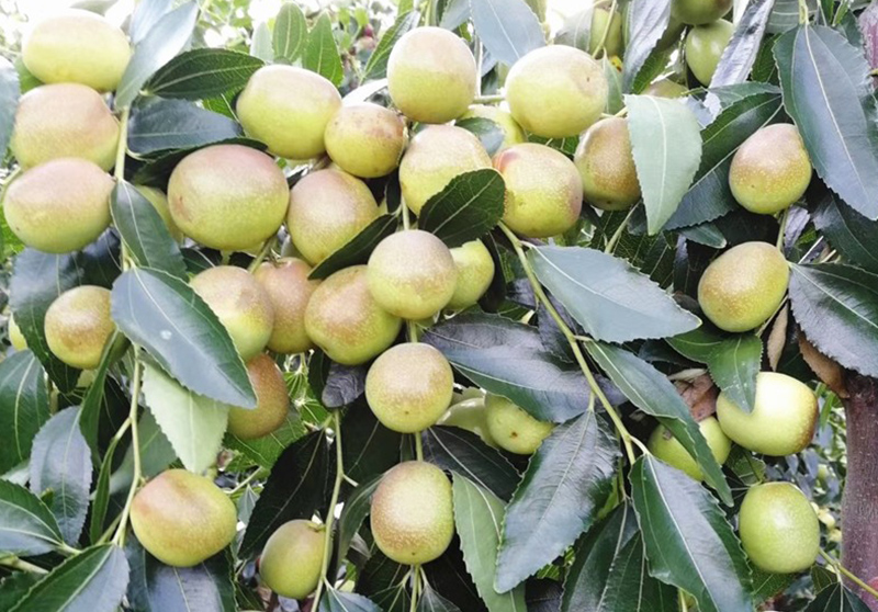 大量元素水溶肥直接沖施應(yīng)該留意哪些問題