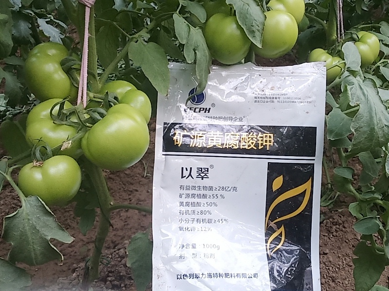 礦源黃腐酸鉀—以翠番茄效果