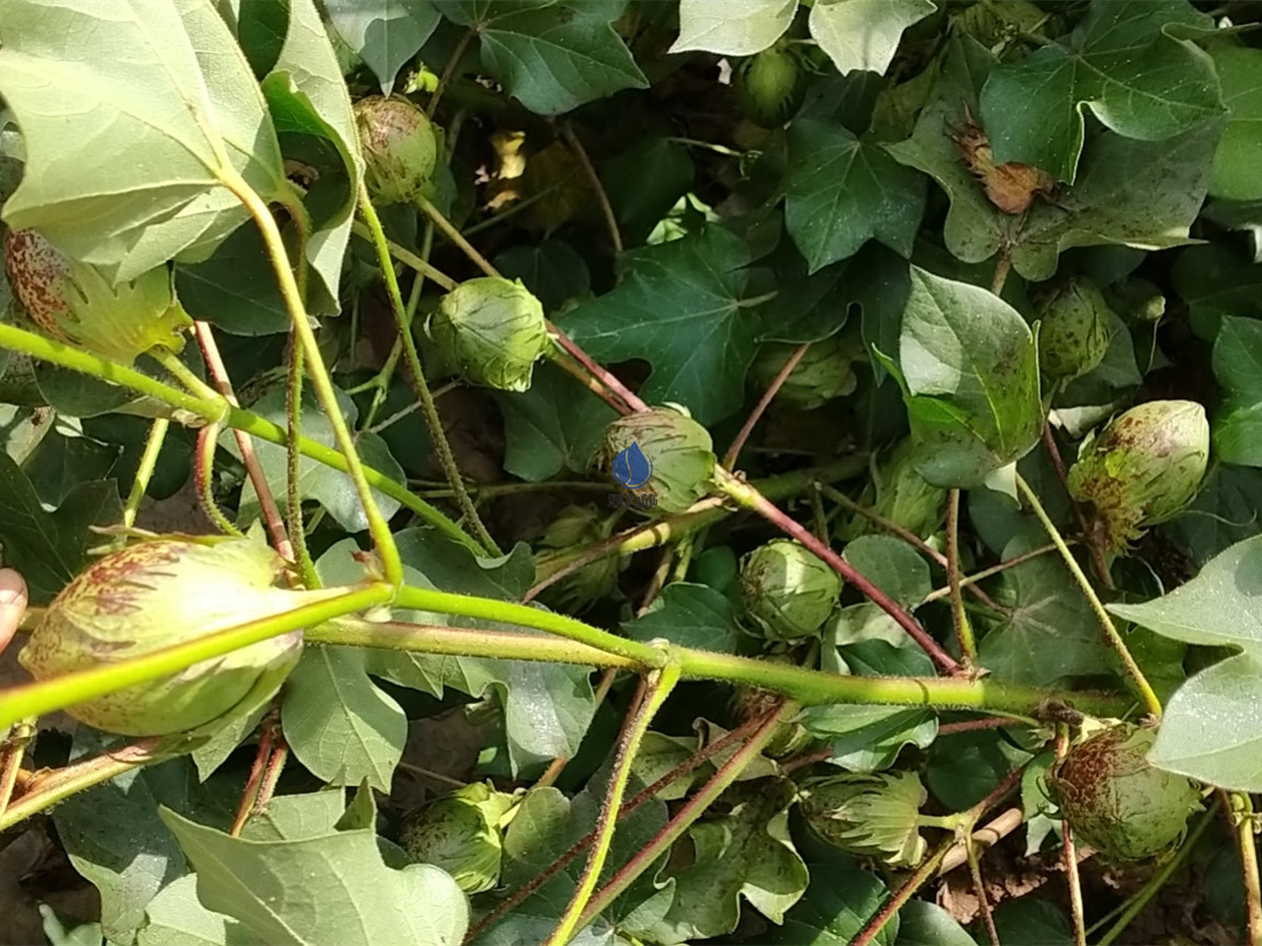 棉花用什么肥料好？